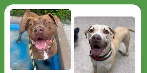 Freshpet Fresh Starts Adoption Event
