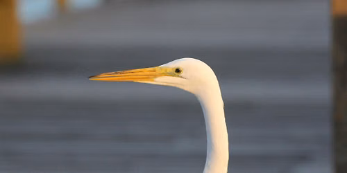 September Bird Walk at Old Towne Creek County Park