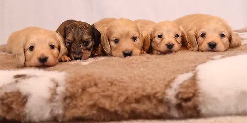 DACHSUND PUPPY THERAPY 12:15