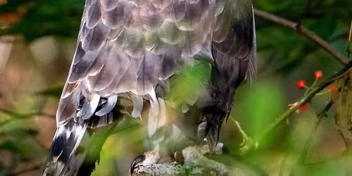 Wings of Wonder @ Kanawha State Forest