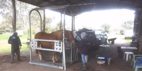 DENTAL VET VISIT with Dr Paul Owens