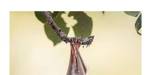 Fruit Bats