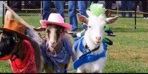 Falmouth Goat Races 2026