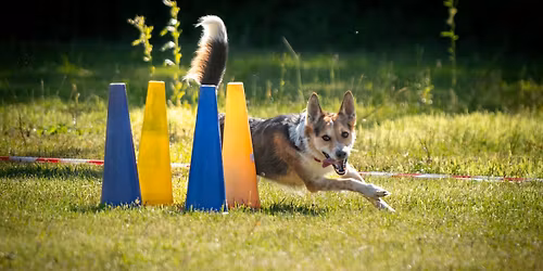 Bo Ban\u00edk!!! zkou\u0161ky Obedience