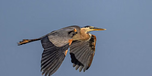 Birding for Beginners at Bethine Church River Trail