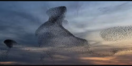 Starling Murmurations, Ham Wall (Somerset) RSPB nature reserve