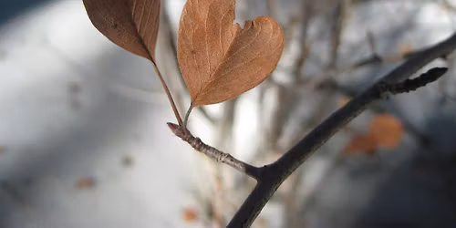 Tree Time: For the Love of Nature II