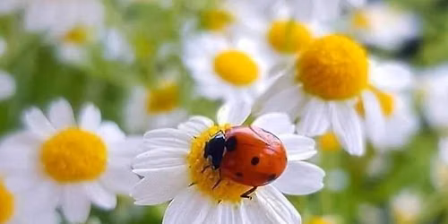 July Integrative Oncology Support Clinic