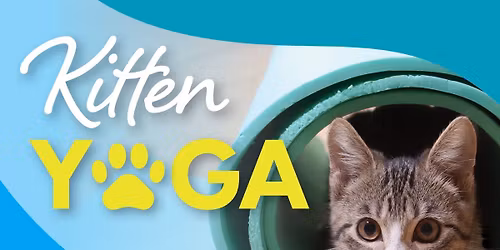 Kitten Yoga
