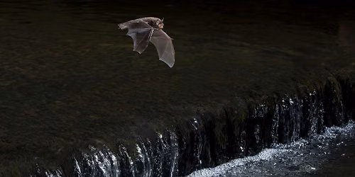 Wild Walk - Bat Walk!