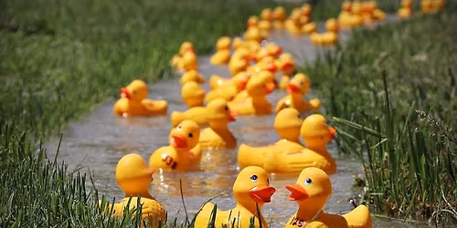 11th Annual Duck Race @ The Func Fest