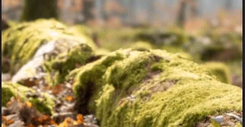 L'arbre est mort, vive la for\u00eat