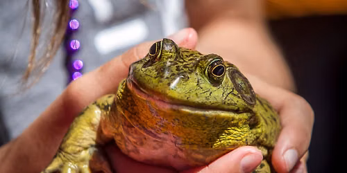 59th Annual Planters Days Frog Jump