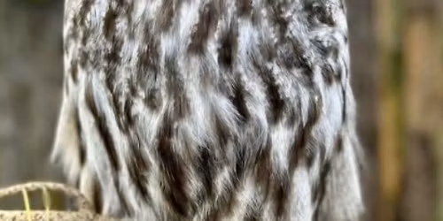 Wise like Dad - Father's Day Owl Experience