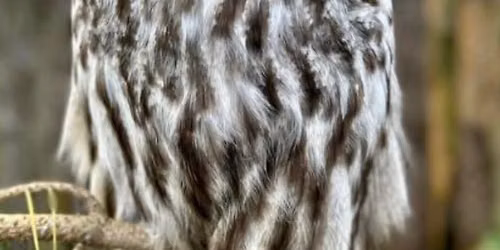 Wise like Dad - Father's Day Owl Experience