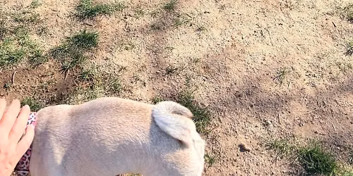 Pug Sunday 7\/19