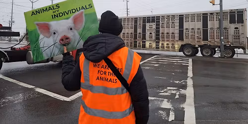 All Day Toronto Pig Save Vigil + Plant Based Treaty Outreach