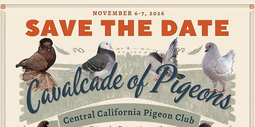 Cavalcade of Pigeons