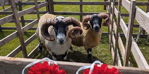 Dalry Show