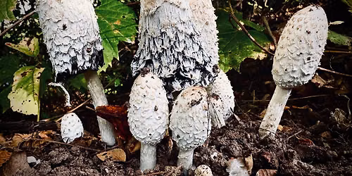 Paint & Paddle: Watercolor Mushrooms