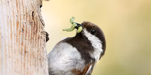 How Birds Help: Gardening with Reciprocity