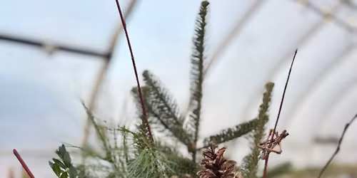 Holiday Log Planter Class Sunday Dec. 7th 2pm