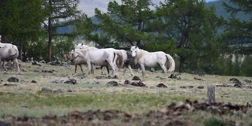 Walk in Shamanic Clinic