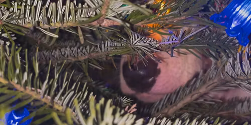Wicken Fen Christmas Bully Walk Ely Cambs 
