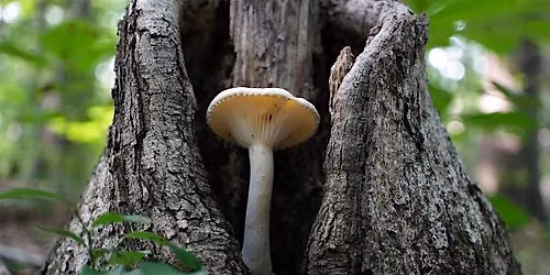 ART & NATURE: Looking Closely