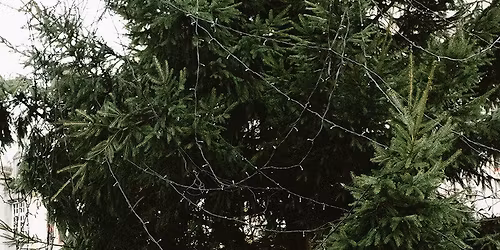 Snowy Holiday Garden Family Portrait Mini-Sessions