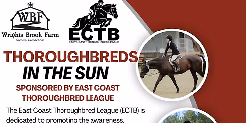 Thoroughbreds in the Sun