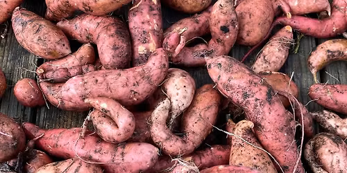 Yam Dig