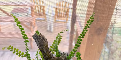 Create Your Own Terrarium 