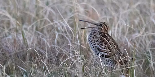 \u00abFjellets ranglefant - dobbeltbekkasinen\u00bb v\/Frode Falkenberg