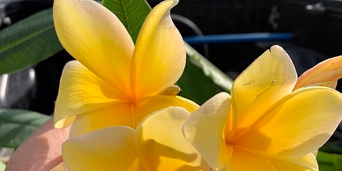 NorCal Plumeria Cutting Sale - San Jose