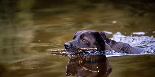 Felixstowe Swimathon