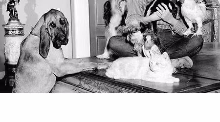 Elly May\u2019s Kritters at 61 Roadhouse