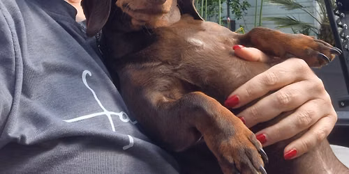 Lavender House Dachshund Walk Pontefract Racecourse