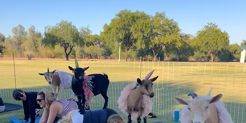 Goat Yoga with Goats of Tucson 9am at Denny Dunn Park