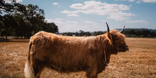 Highland Cow Experience \ud83d\udc2e