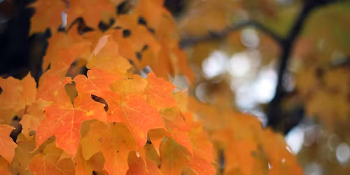 Nature in Your Neighborhood: Autumn Adventure