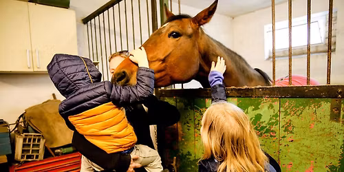 Zu Besuch bei den Trabrennpferden
