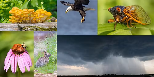 Basics of Wildlife Photography