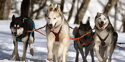 Meet the Sled Dogs