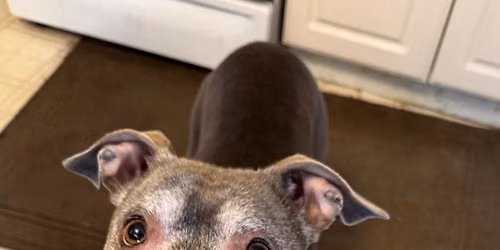 Lend a paw for Leila \ud83d\udc36