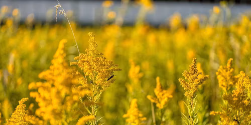 Hike with Jane: Fall Wildflowers