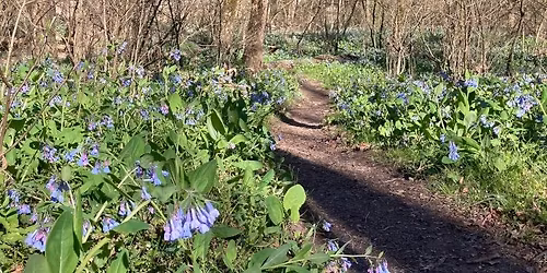 Wildflower Hike at Lake Katharine 