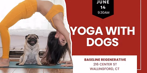 Yoga with Dogs in Wallingford CT