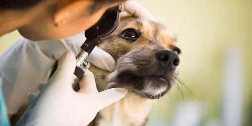 Canine Nasal Disease: New Plymouth