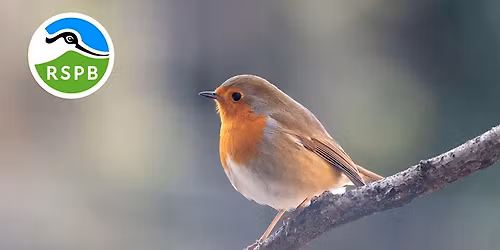 RSPB Big Garden Bird Watch